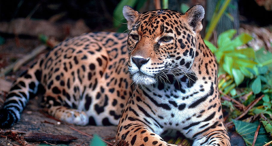 Jaguar Reserve (Cockscomb Basin) – Crystal Paradise Resort