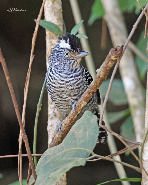 Barred Antshrike