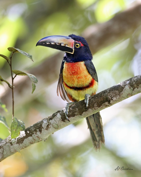 Collared Aracari