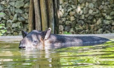 Belize Zoo