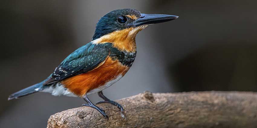 macal river pygmy king fisher
