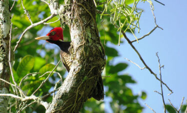 El Pilar – Belize Birding tour